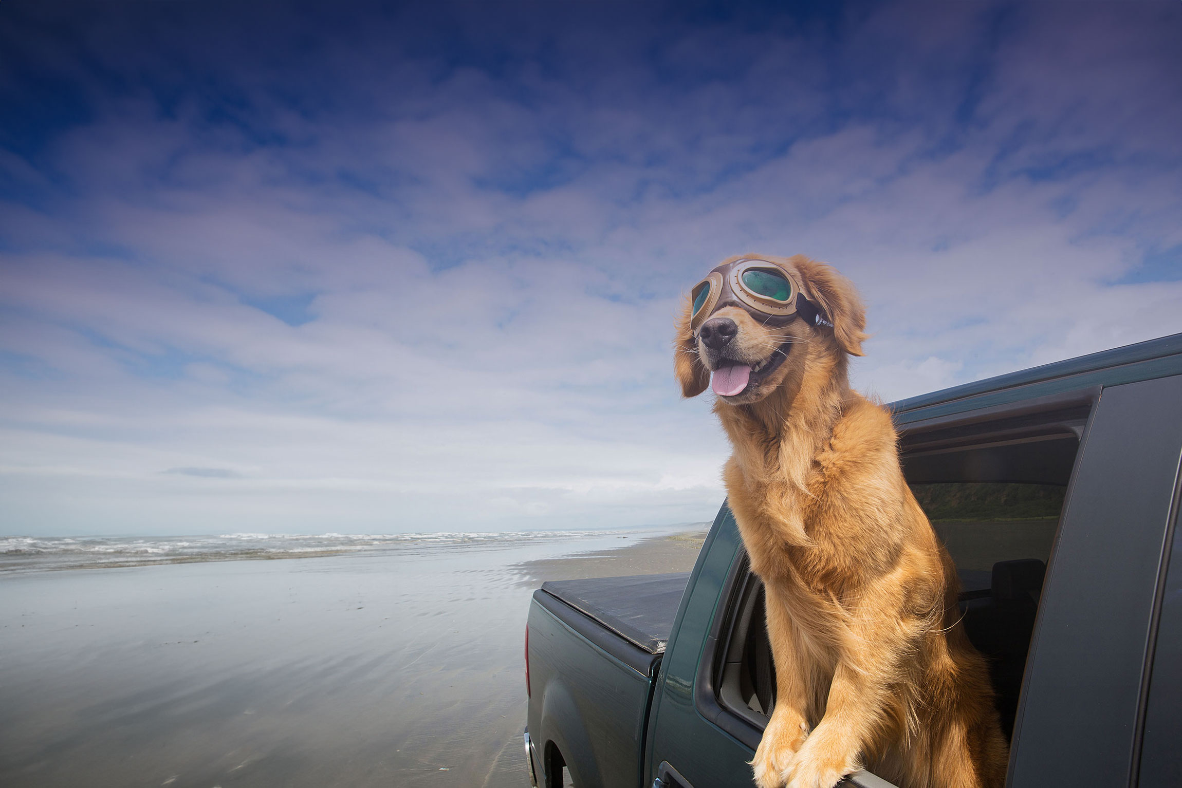 Dog wearing goggles leaning out of a car window